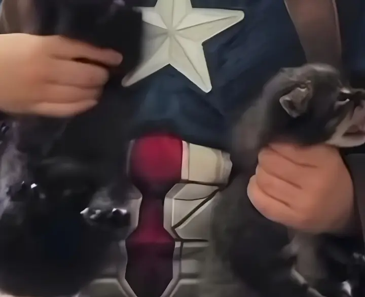 Blogger posted a video on social media showing her child abusing kittens