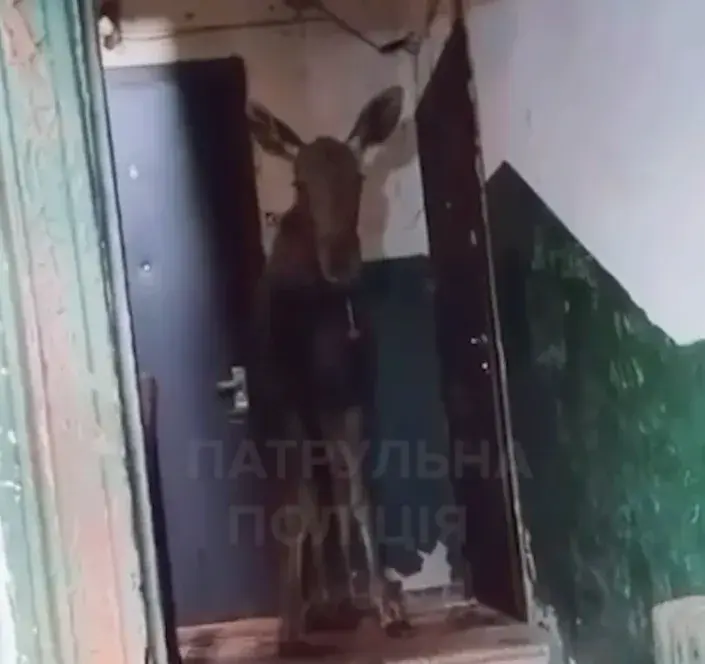 An elk wandered into the entrance of a high-rise building in Kyiv - it was returned to the forest