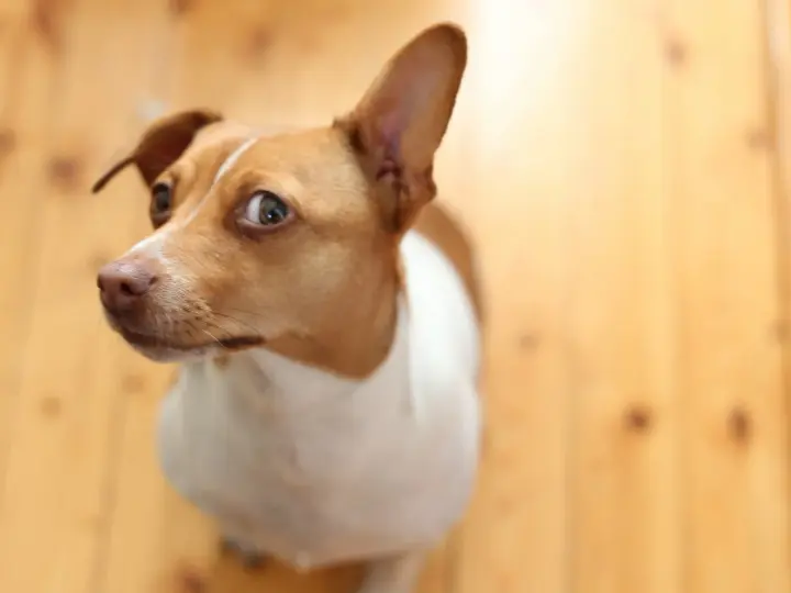 Why animals sometimes pretend to be sick: a veterinarian explained where manipulation is and where it's a danger signal