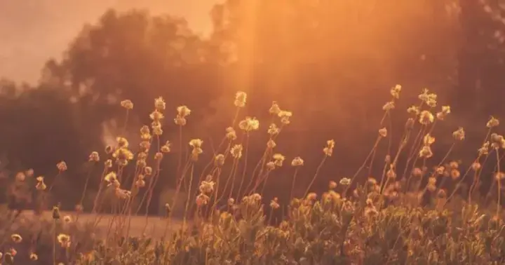 In Ukraine, on July 25-26, temperatures up to +29 degrees and rain are expected in some regions