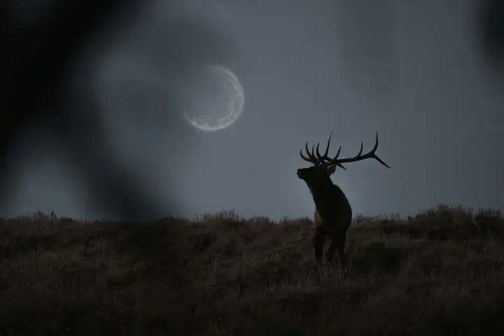 "Buck Moon" July 29: when it occurs and why it is called that
