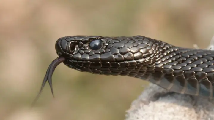 In Ukraine, 30 snakebite-related medical consultations were recorded over five months, including 4 children among those affected