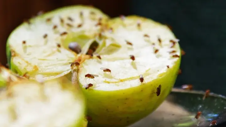Where do gnats come from in an apartment, and how can you get rid of them quickly?