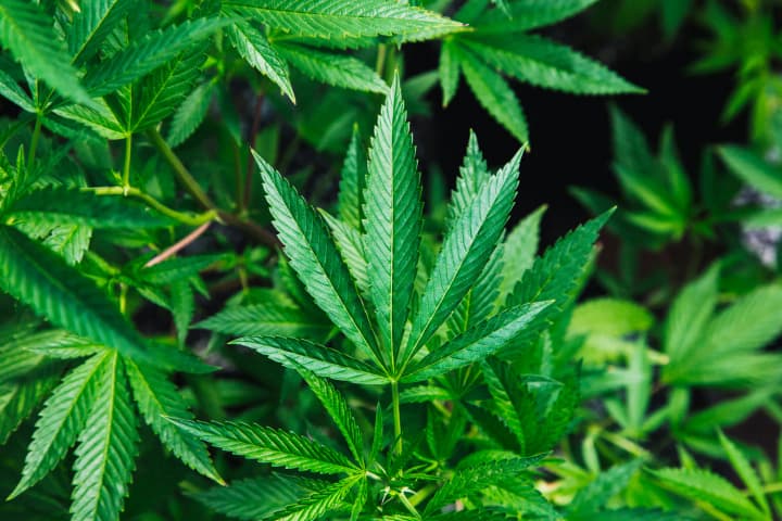 WHO updates its assessment of cannabis risks for the first time in ten years