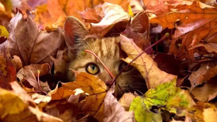 What weather should Ukrainians expect at the beginning of October? Forecasters have issued a forecast
