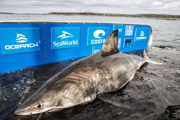 Great white sharks are increasingly swimming toward Canada's shores, and scientists have explained what is drawing them north