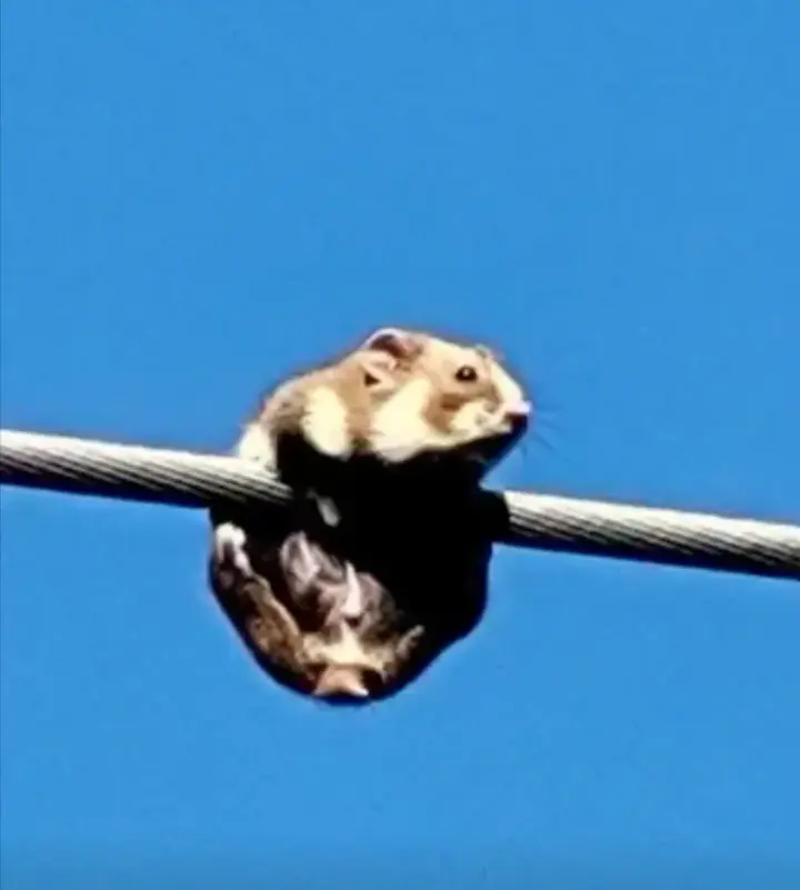Energy workers discovered a hamster on high-voltage lines and carried out a real rescue operation