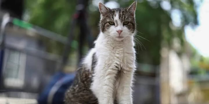 Downing Street's chief mouser Larry underwent surgery and returned to the government residence