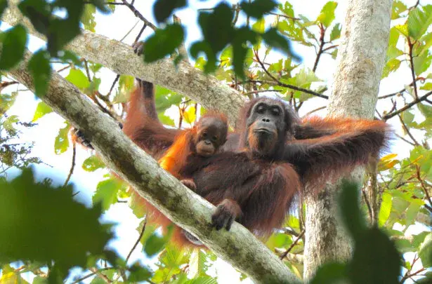 Indonesia evacuated eight orangutans after fires on Borneo