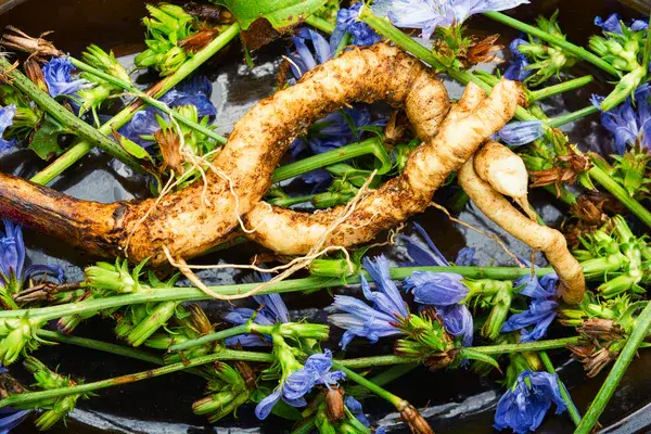 Chicory: how it benefits digestion and who should consume it with caution