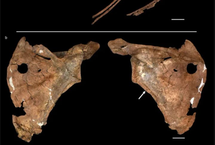 A Neanderthal was killed with a spear 75,000 years ago: scientists found traces of ancient violence