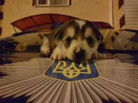 golovniy-patrulniy-rivnogo-rozdaye-tsutsenyat-cherez-sotsmerezhi