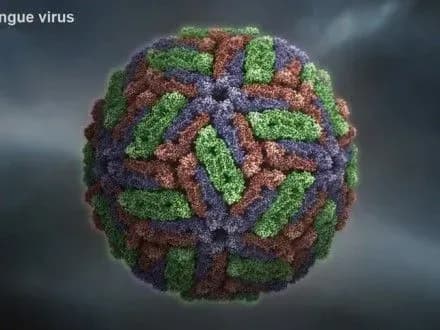 u-zakhidniy-afritsi-proveli-dezinfektsiyu-proti-epidemiyi-denge