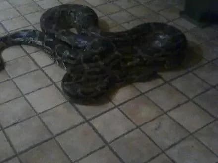 ryatuvalniki-v-uzhgorodi-vryatuvali-trimetrovogo-pitona