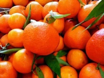 do-odeskoyi-oblasti-namagalisya-vvezli-bilshe-250-tonn-zarazhenikh-tsitrusovikh