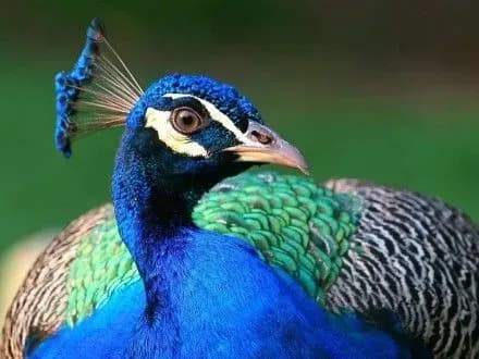 u-mikolayivskomu-zooparku-vvedeno-profilaktichniy-karantin