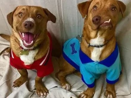 pes-iz-nedolikami-zovnishnosti-stav-populyarnim-u-sotsmerezhakh