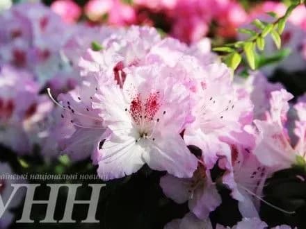 spravzhnya-vesna-u-stolichnomu-botsadu-roztsvili-azaliyi-ta-kameliyi