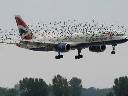 litak-zitknuvsya-zi-zgrayeyu-ptakhiv-pislya-vilotu-z-aeroportu-minska