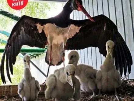 u-stolichnomu-zooparku-viveli-chotirokh-ridkisnikh-chornikh-lelek