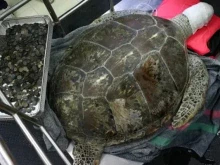 u-tayilandi-zi-shlunka-cherepakhi-distali-5-kg-monet