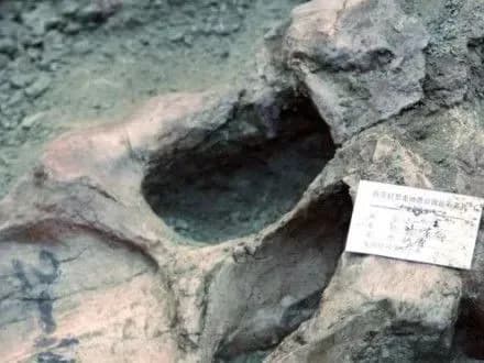 u-kitayi-zaareshtuvali-pidozryuvanikh-u-kradizhtsi-80-yayets-dinozavriv