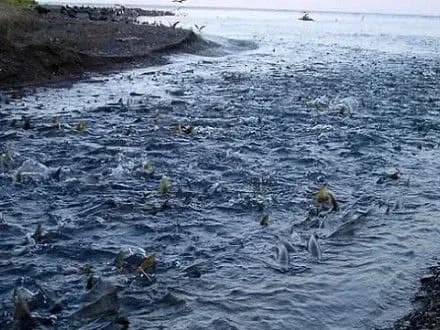 z-1-kvitnya-v-ukrayini-startuye-zaborona-na-vilov-ribi