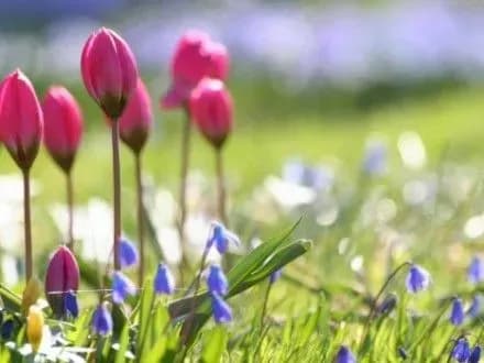 v-ukrayini-z-pochatku-kvitnya-ochikuyetsya-15-20-gradusiv-tepla