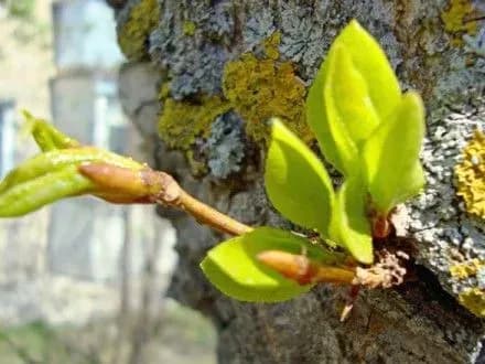 sogodni-v-kiyevi-prognozuyut-do-17-gradusiv-tepla