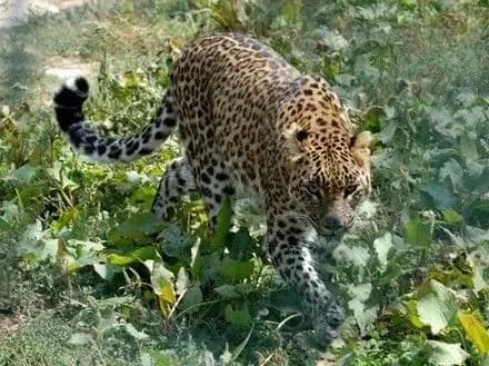 leopard-u-nepali-porushiv-robotu-aeroportu