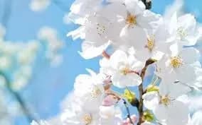 sogodni-v-stolitsi-bez-opadiv-5