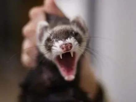 skazheniy-tkhir-vkusiv-ditinu-na-rivnenschini