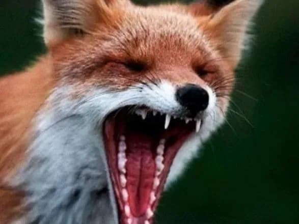 cherez-vipadok-skazu-u-zhitomiri-vveli-karantinni-obmezhennya