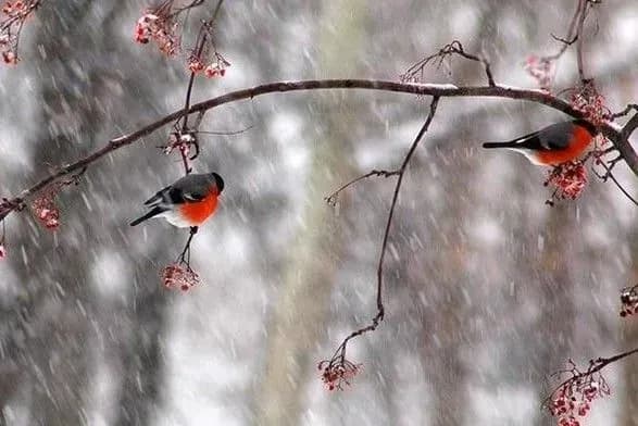 zavtra-v-ukrayini-ochikuyetsya-dosch-z-mokrim-snigom