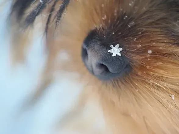sinoptiki-nazvali-ochikuvanu-serednyu-temperaturu-u-grudni