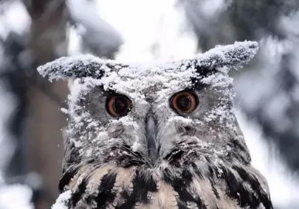 sogodni-v-kiyevi-ochikuyetsya-mokriy-snig-z-doschem-4