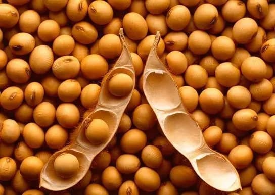 soya-i-ripak-mozhut-zniknuti-z-ukrayinskikh-poliv