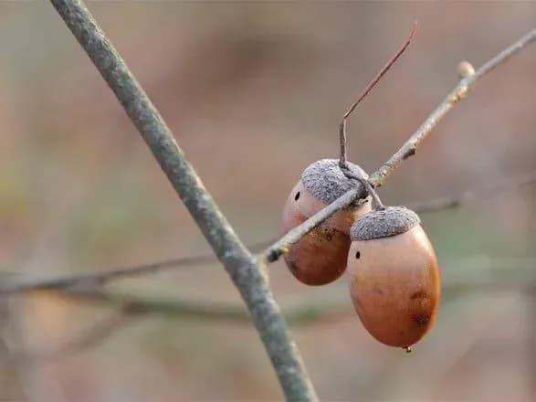 sogodni-v-kiyevi-bez-opadiv-13