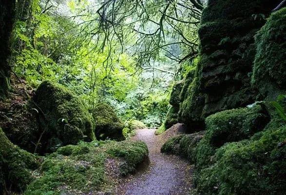 britanska-vlada-pochala-realizatsiyu-planu-visadzhennya-50-mln-novikh-derev-na-pivnochi-angliyi