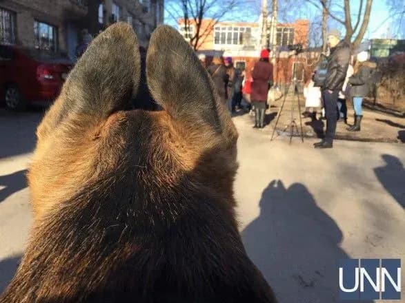 zoozakhisniki-viyshli-na-aktsiyu-protestu-cherez-zhorstoke-vbivstvo-tvarini