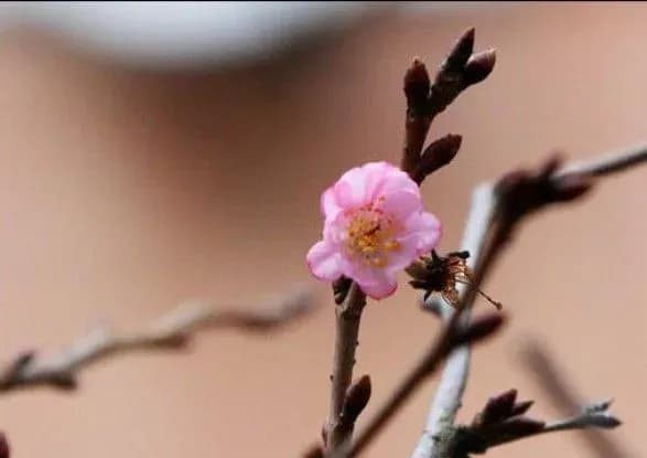 v-odesi-cherez-anomalne-teplo-zatsvila-sakura