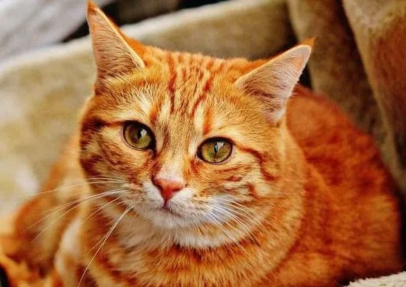 v-italiyi-zhinka-zalishila-kotu-u-spadok-30-tisyach-yevro