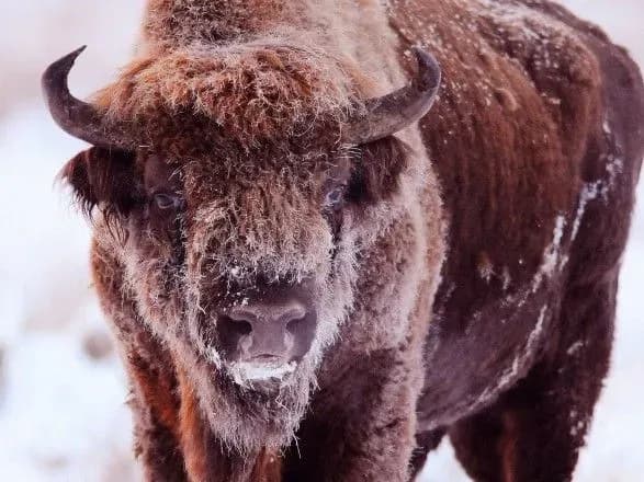 na-lvivschini-vryatuvali-zubra-yakiy-provalivsya-pid-krigu