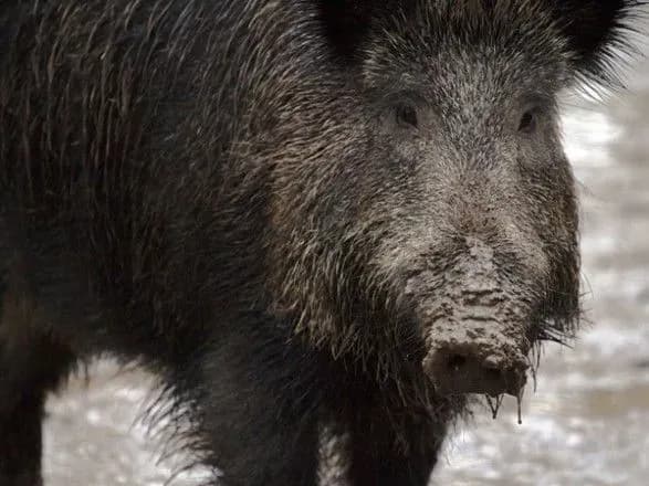 u-polschi-cherez-achs-planuyut-znischiti-90-dikikh-kabaniv