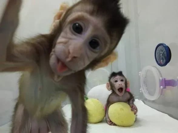 ne-vivtsyami-yedinimi-kitayski-vcheni-klonuvali-mavp