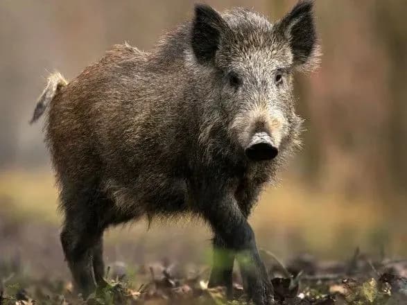 mayzhe-230-dikikh-kabaniv-znischili-na-zakarpatti-cherez-achs