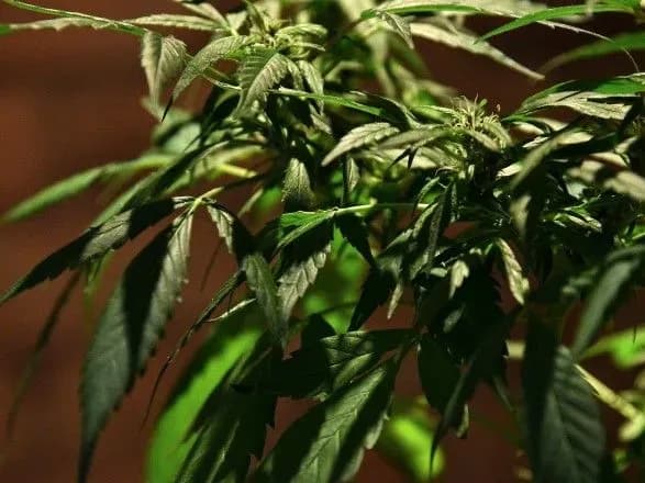 konoplyu-v-promislovikh-masshtabakh-viroschuvali-pid-kiyevom