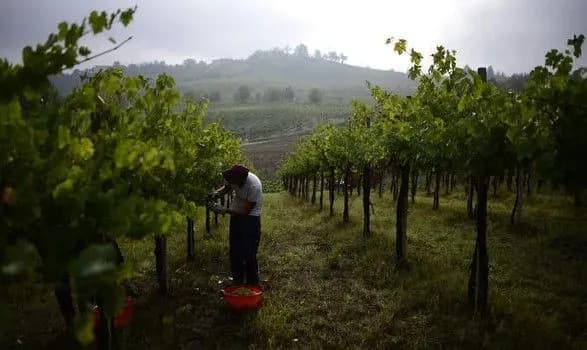 brexit-obiydetsya-italiyskim-vinorobam-v-52-mln-yevro-vtrat