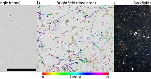 ucheni-z-avstraliyi-peretvorili-smartfon-v-mikroskop