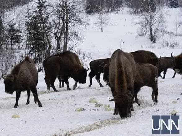 lyublyat-turistiv-i-dobre-popoyisti-yak-zhivetsya-zubram-na-lvivschini